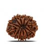 12 Mukhi Rudraksha (Nepal) 24.69 MM