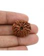 12 Mukhi Rudraksha (Nepal) 24.69 MM