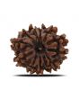 12 Mukhi Rudraksha (Nepal) 20.59 MM