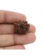 12 Mukhi Rudraksha (Nepal) 20.59 MM