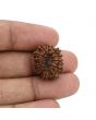 12 Mukhi Rudraksha (Nepal) 20.59 MM