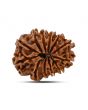 12 Mukhi Rudraksha (Nepal) 23.04 MM