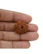 12 Mukhi Rudraksha (Nepal) 23.04 MM