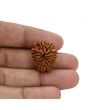 12 Mukhi Rudraksha (Nepal) 23.04 MM