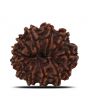 12 Mukhi Rudraksha (Nepal) 21.65 MM