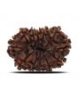 12 Mukhi Rudraksha (Nepal) 25.13 MM