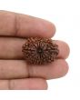 12 Mukhi Rudraksha (Nepal) 25.13 MM