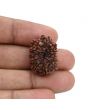 12 Mukhi Rudraksha (Nepal) 25.13 MM