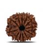 12 Mukhi Rudraksha (Nepal) 22.35 MM
