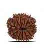 12 Mukhi Rudraksha (Nepal) 22.35 MM