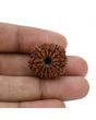 12 Mukhi Rudraksha (Nepal) 22.35 MM