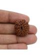 12 Mukhi Rudraksha (Nepal) 22.35 MM