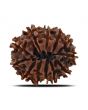 12 Mukhi Rudraksha (Nepal) 20.93 MM