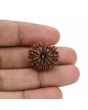12 Mukhi Rudraksha (Nepal) 20.93 MM