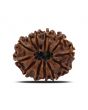 12 Mukhi Rudraksha (Nepal) 23.86 MM