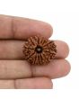 12 Mukhi Rudraksha (Nepal) 23.86 MM