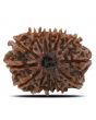 13 Mukhi Rudraksha (Nepal) 25.16 MM