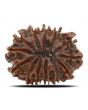 13 Mukhi Rudraksha (Nepal) 25.16 MM