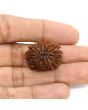 13 Mukhi Rudraksha (Nepal) 25.16 MM