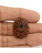 13 Mukhi Rudraksha (Nepal) 25.16 MM