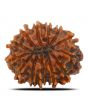 13 Mukhi Rudraksha (Nepal) 23.69 MM