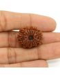 13 Mukhi Rudraksha (Nepal) 23.69 MM