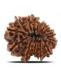 13 Mukhi Rudraksha (Nepal) 24.29 MM