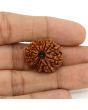 13 Mukhi Rudraksha (Nepal) 24.29 MM