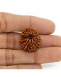 13 Mukhi Rudraksha (Nepal) 24.29 MM
