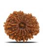 13 Mukhi Rudraksha (Nepal) 23.15 MM