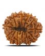 13 Mukhi Rudraksha (Nepal) 23.15 MM