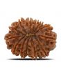 13 Mukhi Rudraksha (Nepal) 24.53 MM