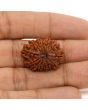 13 Mukhi Rudraksha (Nepal) 24.53 MM