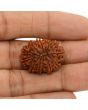 13 Mukhi Rudraksha (Nepal) 24.53 MM