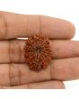 13 Mukhi Rudraksha (Nepal) 24.53 MM