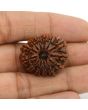 13 Mukhi Rudraksha (Nepal) 26.7 MM
