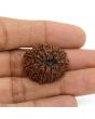 13 Mukhi Rudraksha (Nepal) 26.7 MM