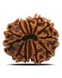 13 Mukhi Rudraksha (Nepal) 24.44 MM