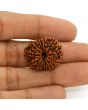 13 Mukhi Rudraksha (Nepal) 24.44 MM