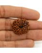 13 Mukhi Rudraksha (Nepal) 24.44 MM
