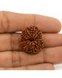 13 Mukhi Rudraksha (Nepal) 24.44 MM