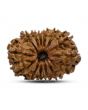 14 Mukhi Rudraksha 26.01 M.M.