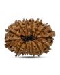 14 Mukhi Rudraksha 26.01 M.M.
