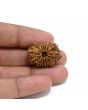 14 Mukhi Rudraksha 26.01 M.M.