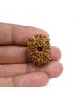 14 Mukhi Rudraksha 26.01 M.M.