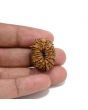 14 Mukhi Rudraksha 26.01 M.M.