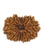 15 Mukhi Rudraksha (Nepal) 28.16 MM