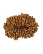 15 Mukhi Rudraksha (Nepal) 28.16 MM