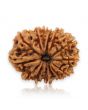 14 Mukhi Rudraksha (Nepal) 21.92 MM
