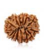 14 Mukhi Rudraksha (Nepal) 21.92 MM